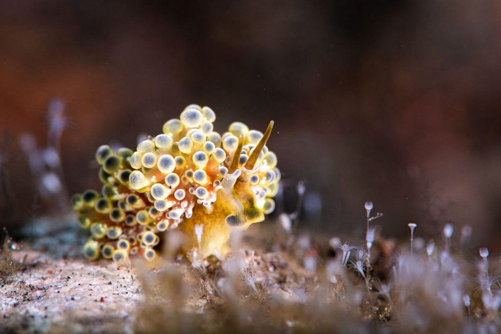 Underwater macro shot taken by a scuba diver in Tulamben, East Bali