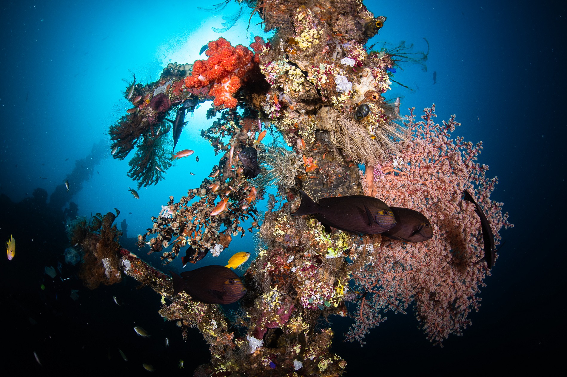 Underwater shot of the USAT Liberty wreck with colorful corals, Gorgonian fan and fish at Tulamben in East Bali