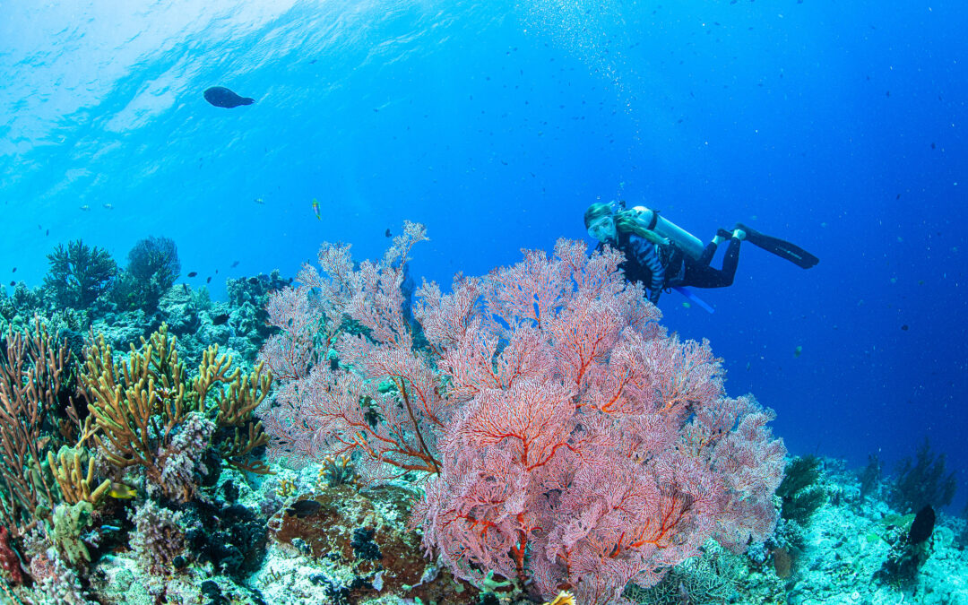 Learn Scuba Diving to Explore the Underwater Paradise of Bali