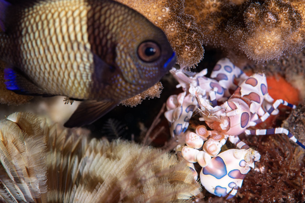 Tips for Mastering Underwater Macro Photography in Tulamben