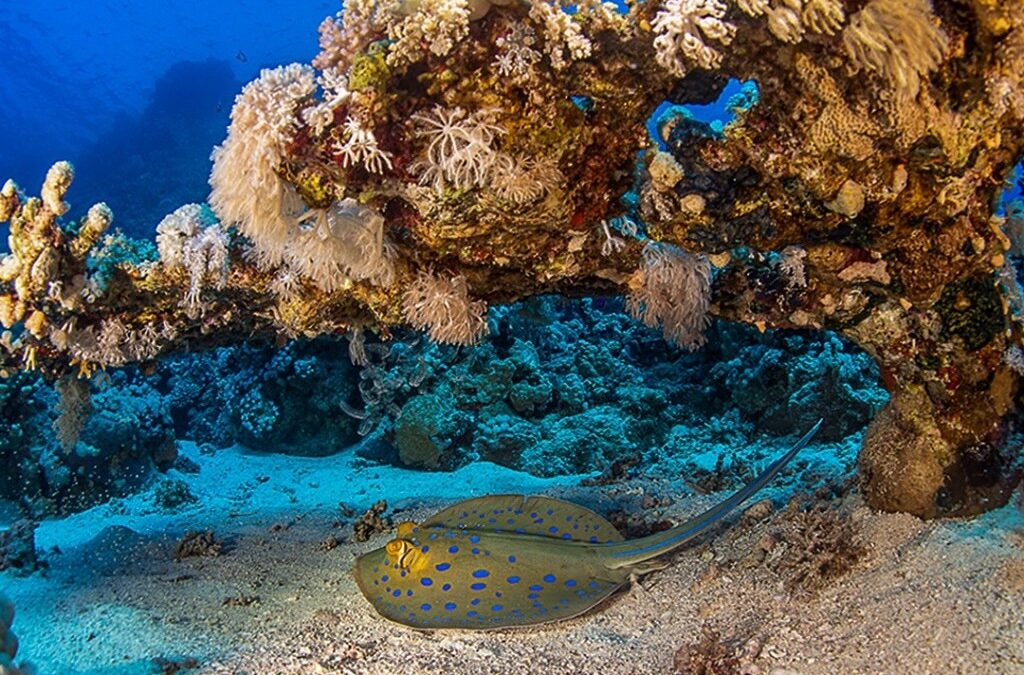 BEST Tulamben Dive Experience for Global & US Travelers Seeking a Dive Resort in Bali